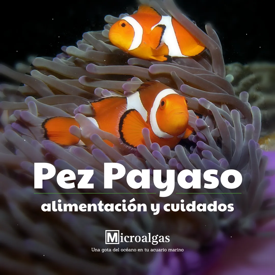 Haré contenido para tus redes sociales