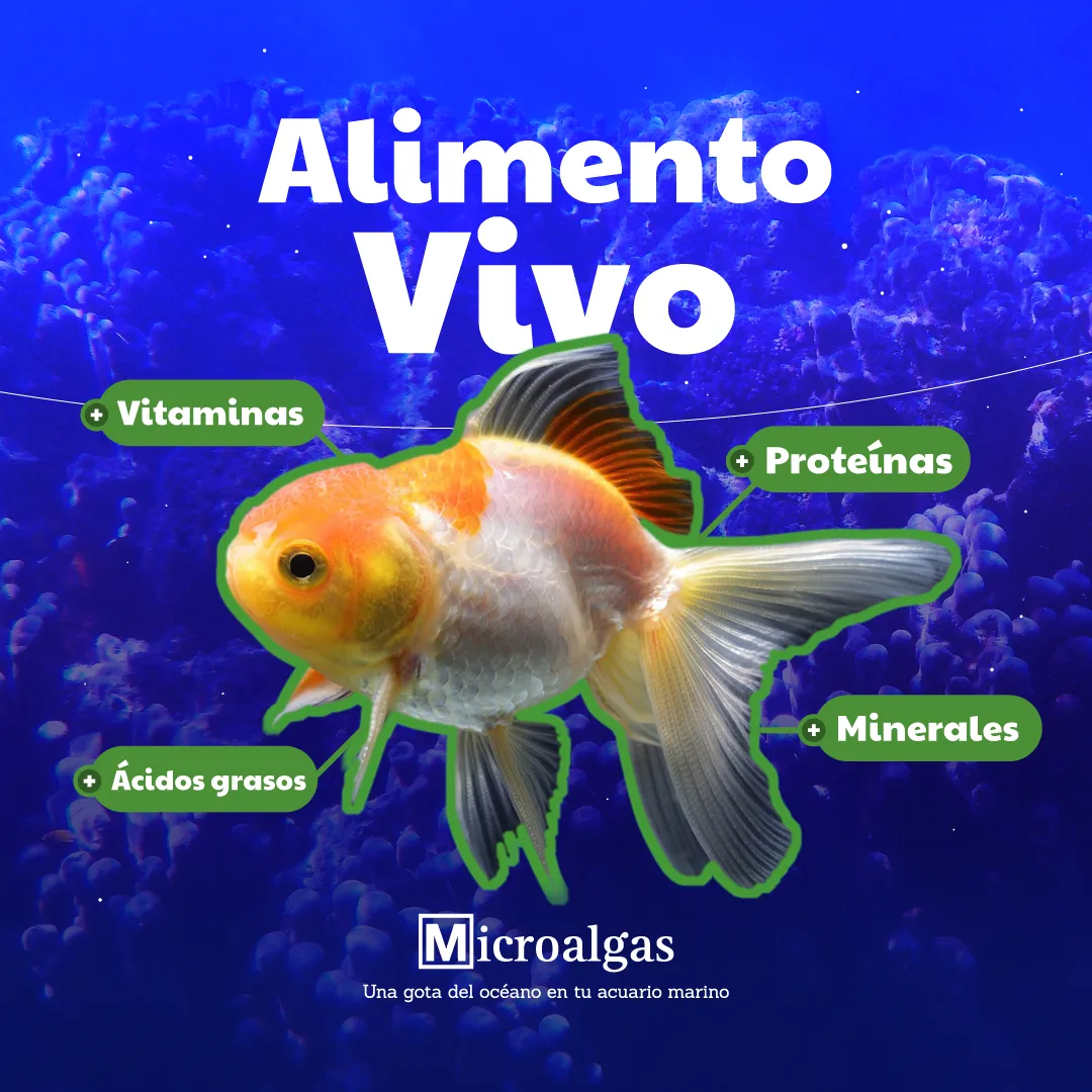 Haré contenido para tus redes sociales