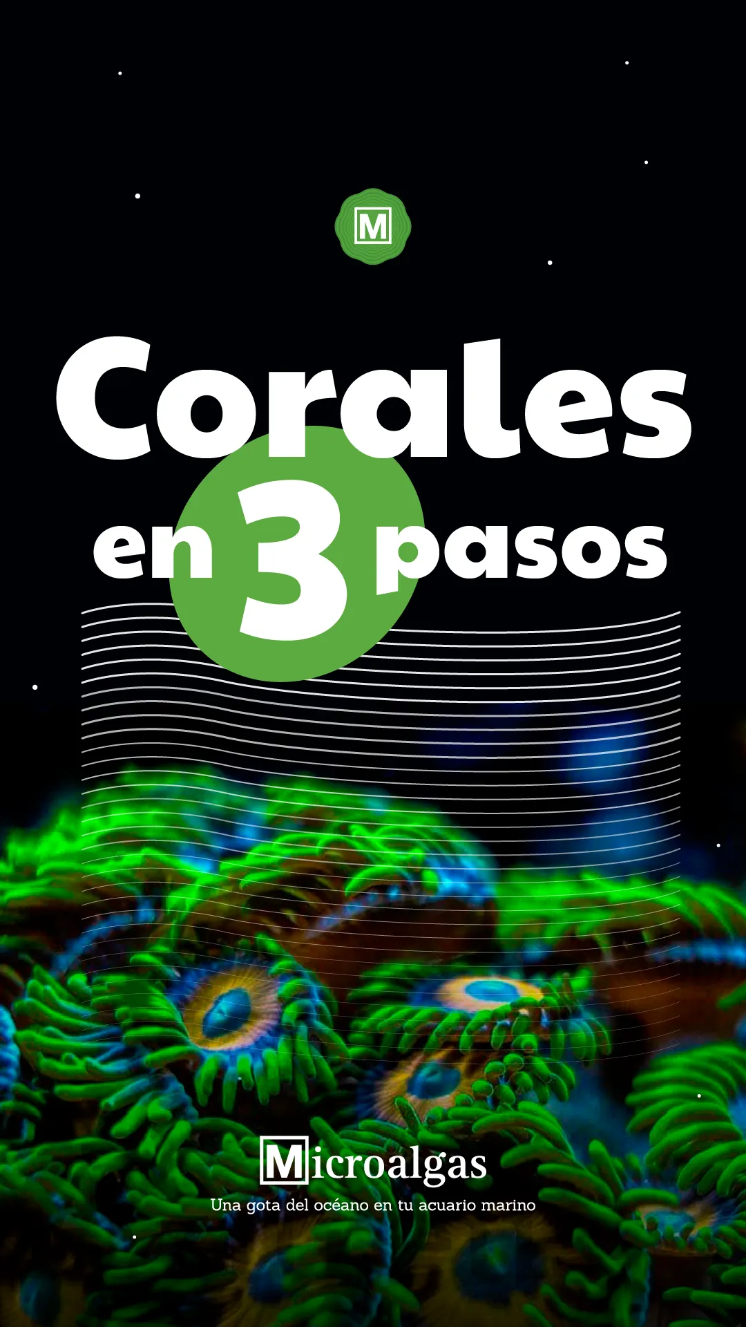 Haré contenido para tus redes sociales