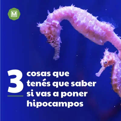 Haré contenido para tus redes sociales