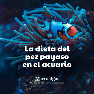 Haré contenido para tus redes sociales
