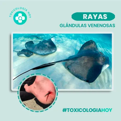 Diseño de piezas publicitarias para redes sociales 