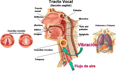 Pondré voz a tus canciones